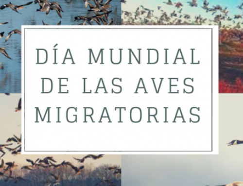 Celebrando el Día mundial de las aves migratorias